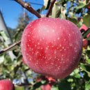 성보농원 이미지