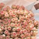 플리마인플레르