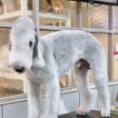 딸기애견미용실 이미지