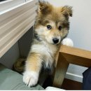 강아지 친구 이미지