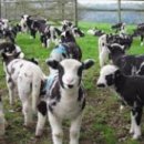 야곱이네염소 이미지