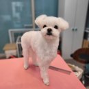 써니데이 | 파주 야당 강아지미용 써니데이 후기｜가위컷·스파까지 만족