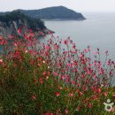 나만 알고 싶은 쑥섬의 비밀정원,애도 이미지