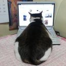 책방분홍코 이미지