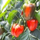 원주농장 이미지