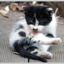 해비치동물병원 이미지