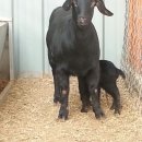 구정염소농장 이미지