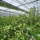 남진농장 이미지