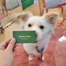 파자마독 이미지