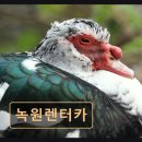 주식회사 녹원렌트카 | 제주시 렌터카 가성비 좋은 녹원렌터카 객관적 평점과 이용 후기 담았습니다