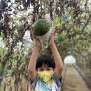 [8월 4주] 견학 - 신나는 애플수박 농장체험 이미지