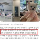 시그널동물병원 | 부산 강아지 발작 동물병원, 응급 처치부터 치료 과정은? 괴사성 뇌수막염 CASE