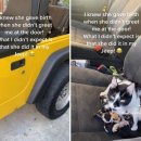 내새끼 펫 이미지