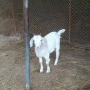 도곡농장 이미지