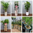 마곡꽃광장 이미지