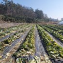 겨울김장 절임배추작업 정답맞추면 (절임배추가 한<b>박스</b>)