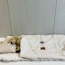 쉬즈홈 디그레이 어린이집 낮잠이불세트 내돈내산 후기