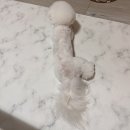 아담하개 이미지