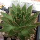 댕강댕강 이미지