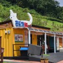 진도개 53카페 이미지