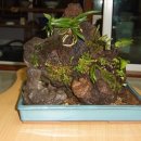 돌꽃향기 날리며 이미지