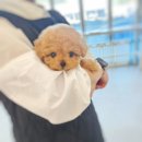 명품 셀케어샵