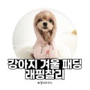 히트광고 | [내돈내산] 강아지 겨울옷 추천｜래핑찰리 히트 패딩 케이프 솔직 후기
