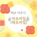 허브키우기 - 카모마일(캐모마일)