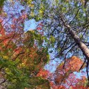 대신공원 숲길 이미지