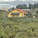 밤뷰 스테이 | 제주 감성 숙소 추천🍊 통창 감귤뷰 스테이하례 솔직 후기