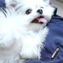 마이베프