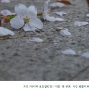 산벚나무의 조문 / 문정 이미지