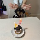 펫스튜리(petschurri) | 강아지 2살 생일파티 했어요(+준비 후기)
