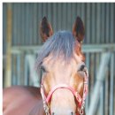 슈퍼석세스 이미지