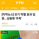 모기 박멸 효과 입증...상용화 &#39;주목&#39; 이미지