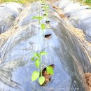 모정농장 이미지