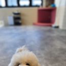 개버드 스쿨 이미지