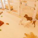 미소댕댕 이미지