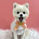 사개절 펫살롱 이미지