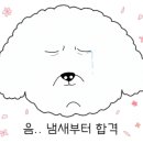 뽕도리 이미지