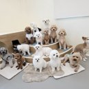 댓츠댕댕스쿨 이미지