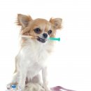 아델 동물병원 이미지