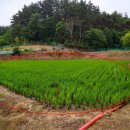 대산읍사무소 이미지