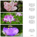 내게온 봄 이미지