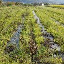 봉덕농장 이미지