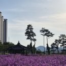 카페인1035 | [영천] 5월에 만나는 보랏빛 물결, '영천생태지구공원' 보라유채 실시간 개화 상황