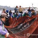 숭어들이