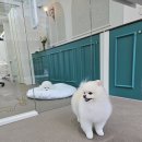 애니살롱 본점 이미지