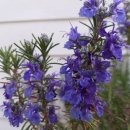 로즈마리 이미지