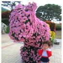 20131101 - 거창 국화 축제 " 꽃보다 아름다운 시후랑 선형이랑 " 이미지